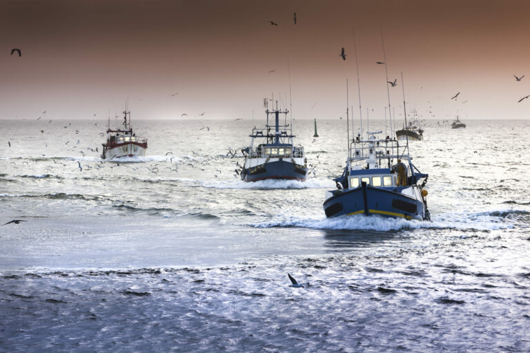 Featured image for GSA and FishChoice Collaborate to Increase FIP Traceability